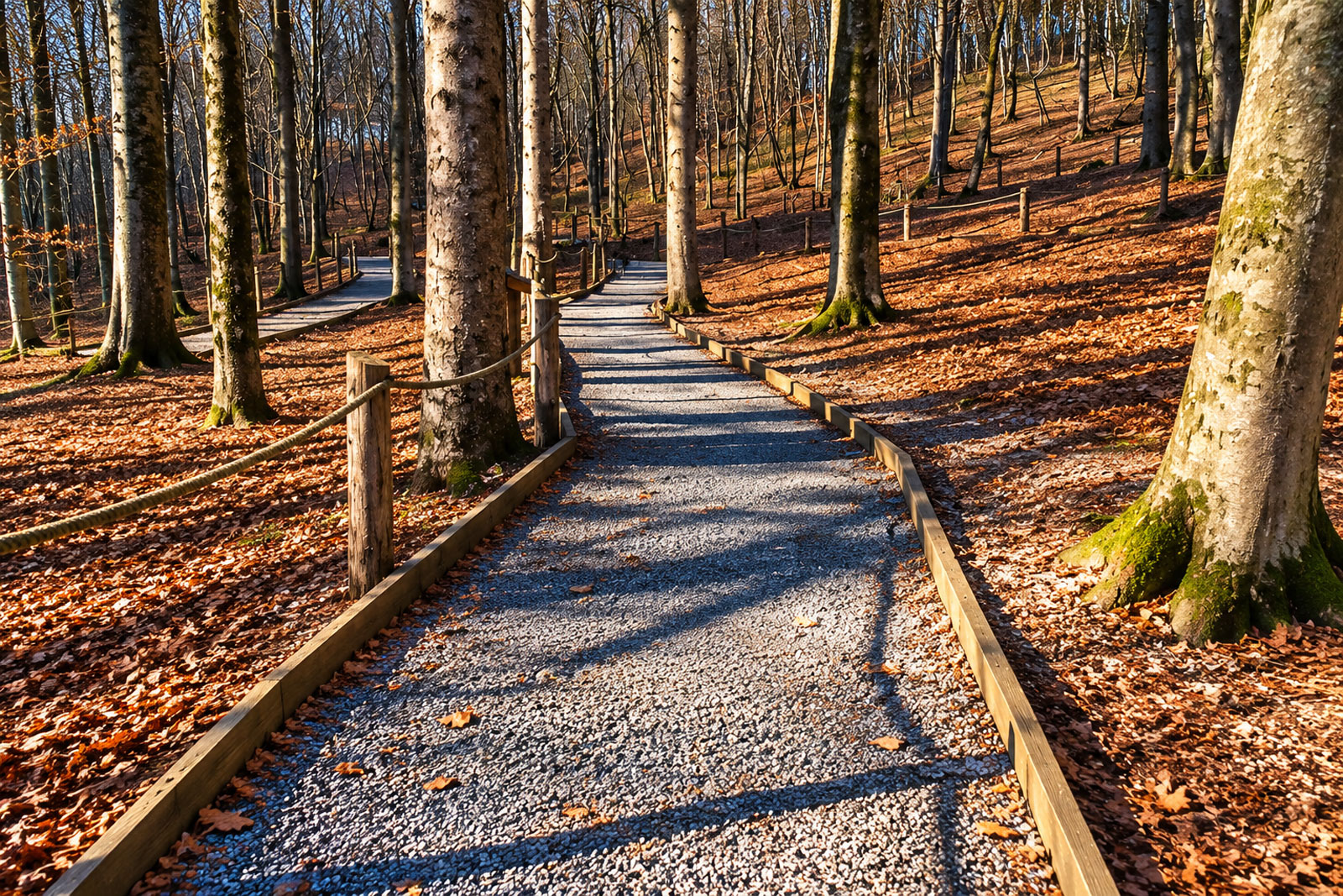 Sentiero-autunnale-nel-bosco-dorato